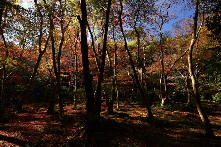 11/24~11/28京都賞楓