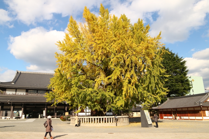 11/24~11/28京都賞楓