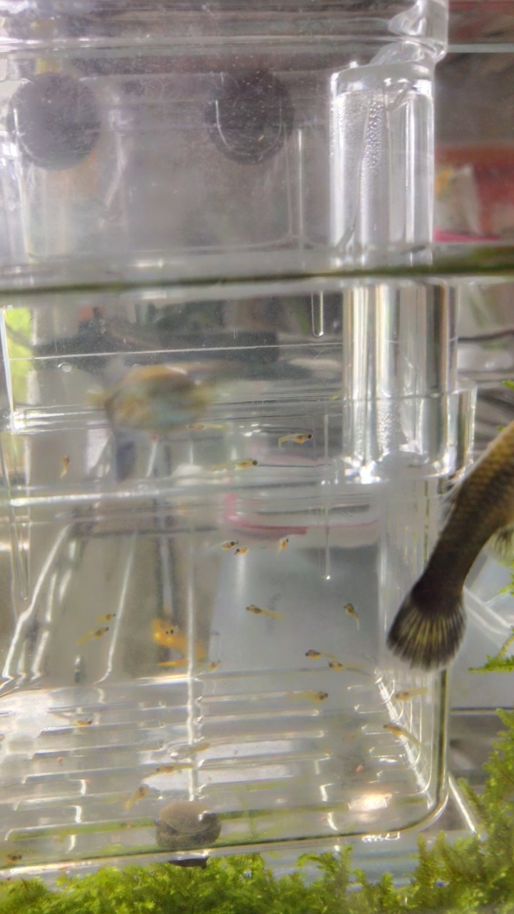 新手的小魚缸成長史