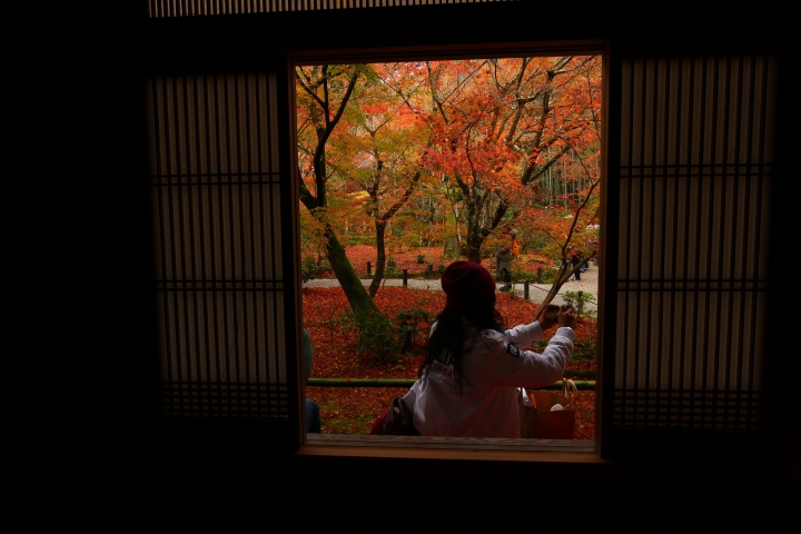 11/24~11/28京都賞楓