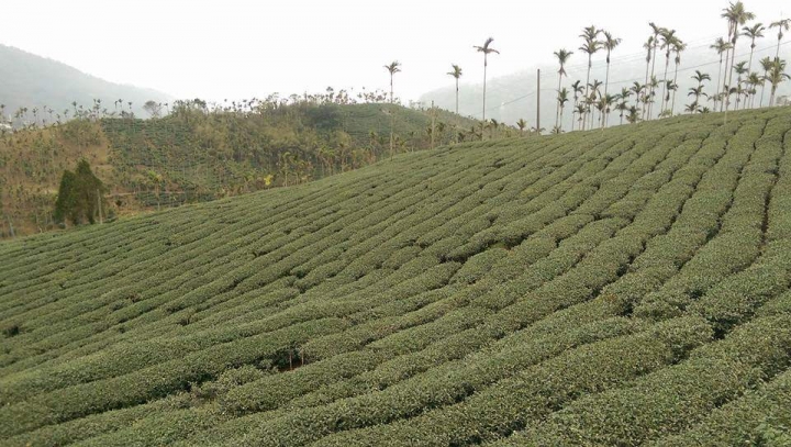 粉嶺族~梅山立牌撿不盡、輕騎已過36彎
