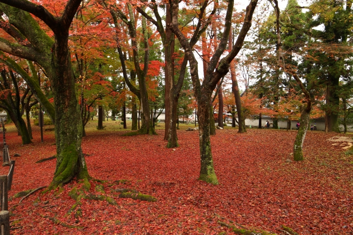 11/24~11/28京都賞楓