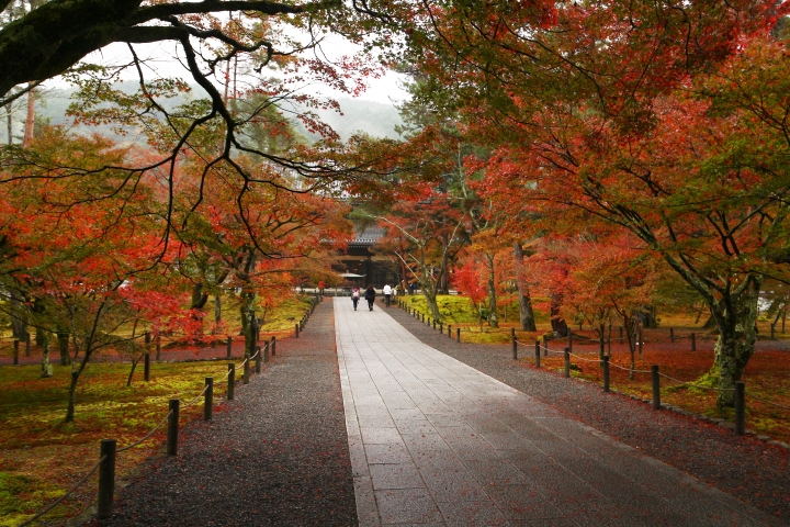11/24~11/28京都賞楓