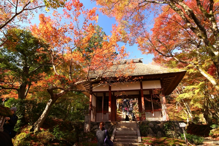 11/24~11/28京都賞楓