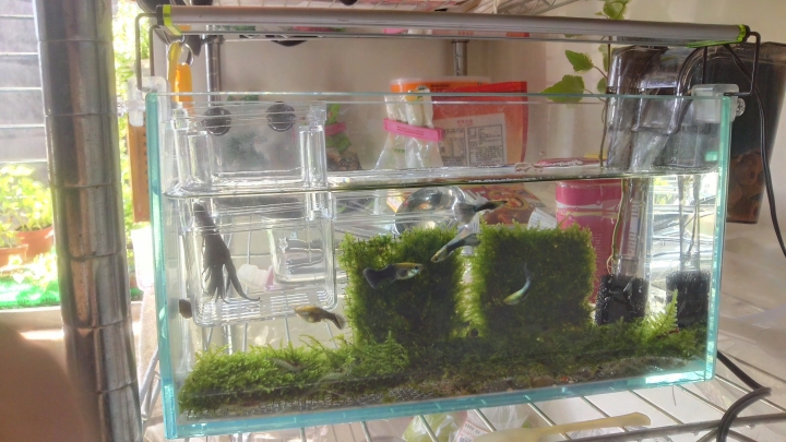 新手的小魚缸成長史