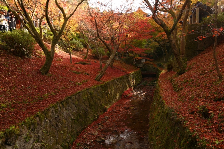 11/24~11/28京都賞楓