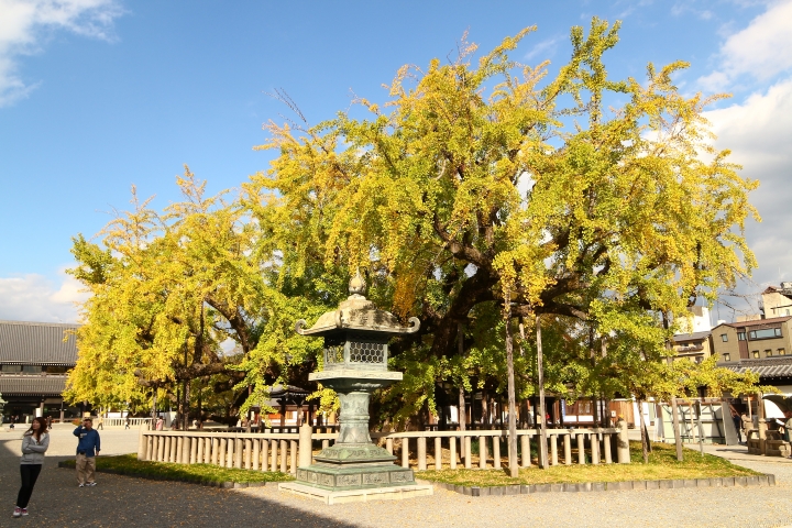 11/24~11/28京都賞楓