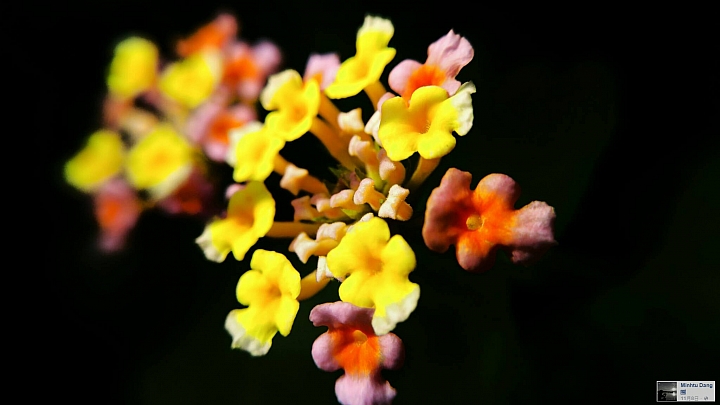 12月4日(第22批圖)-LG G4 & V10 精選作品