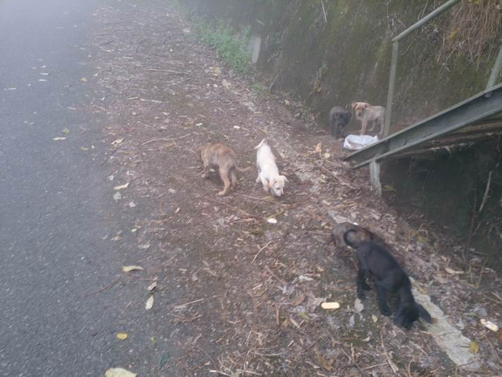 終於空出時間來騎車了………「彰化===竹山八卦茶園」……我是神經病????