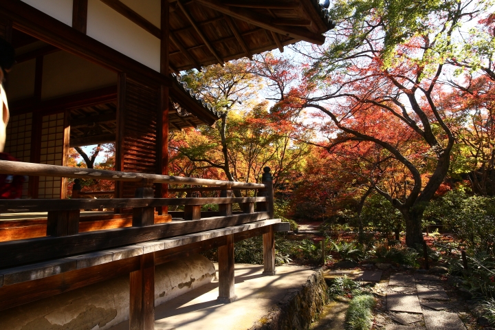 11/24~11/28京都賞楓