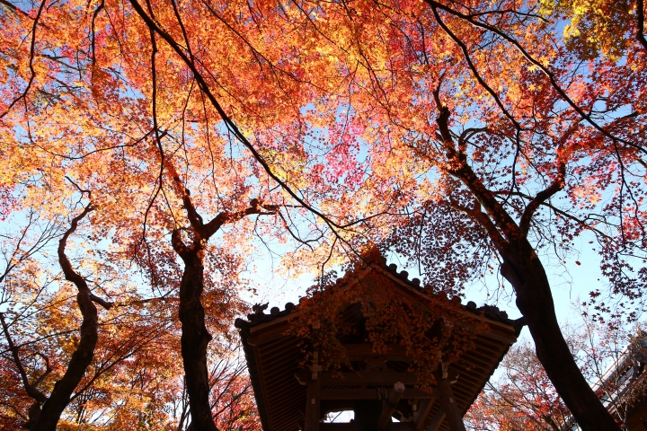 11/24~11/28京都賞楓