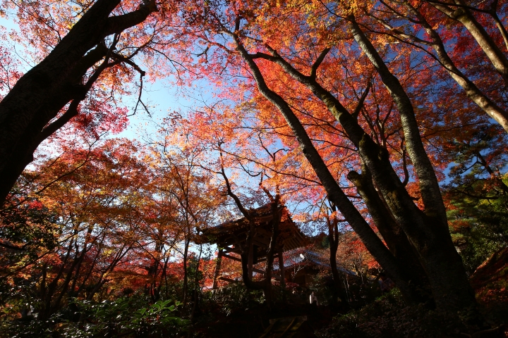 11/24~11/28京都賞楓