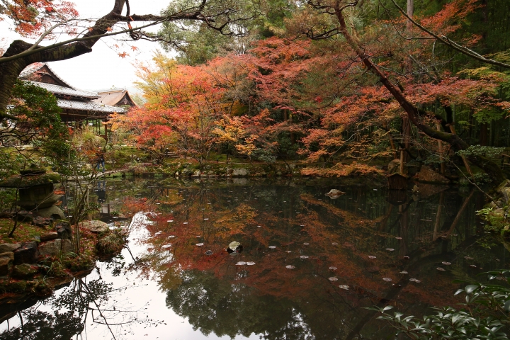 11/24~11/28京都賞楓