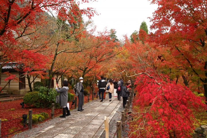 11/24~11/28京都賞楓