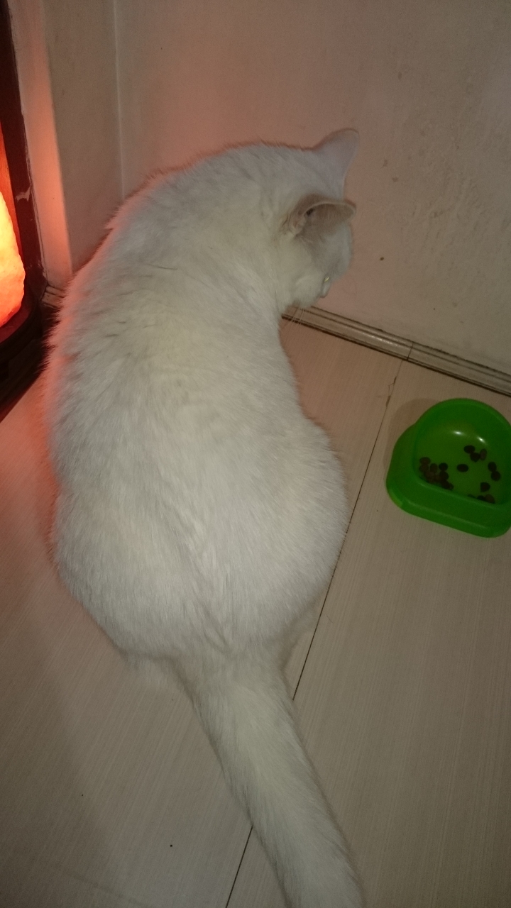 如何概估一天飼料量…已解決