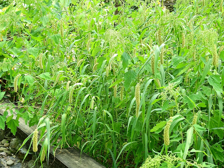 回到原始歲月,山地門的原住民村落,並期待12月26日山川琉璃吊橋免費開放3個月。