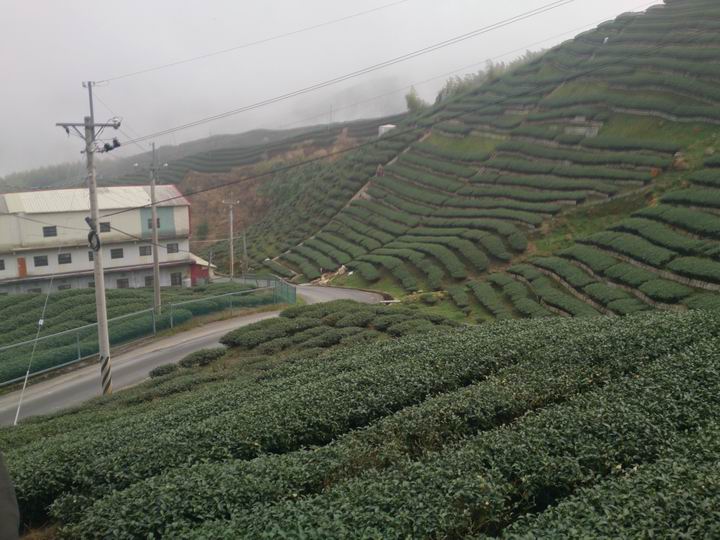 終於空出時間來騎車了………「彰化===竹山八卦茶園」……我是神經病????