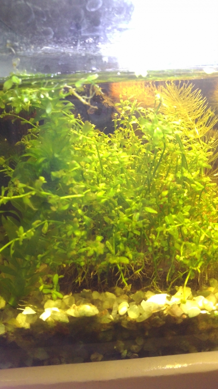新手的小魚缸成長史
