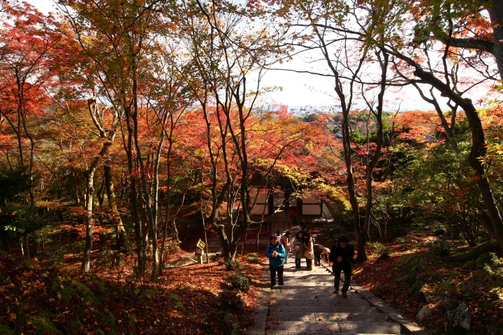 11/24~11/28京都賞楓