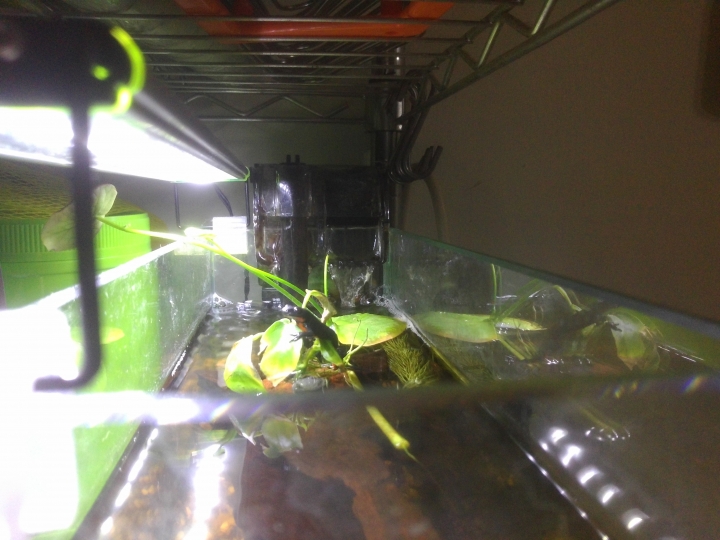 新手的小魚缸成長史