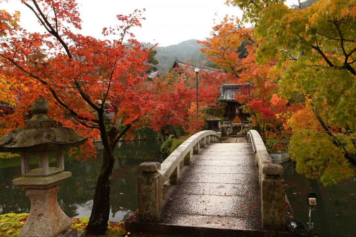 11/24~11/28京都賞楓