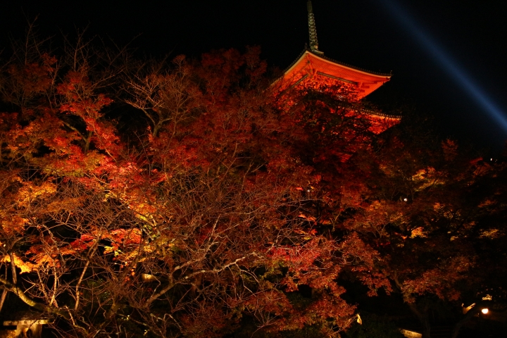 11/24~11/28京都賞楓