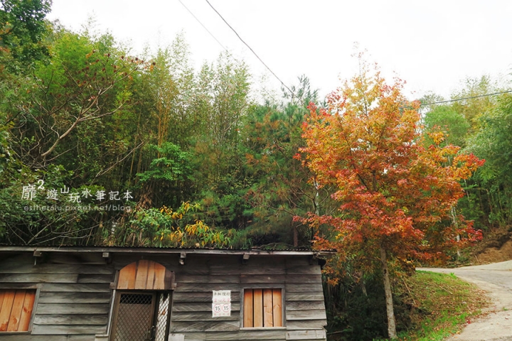 新竹賞楓遊~上帝的部落司馬庫斯Smangus 用餐住宿