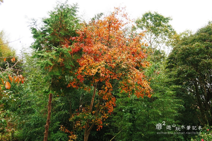 新竹賞楓遊~上帝的部落司馬庫斯Smangus 用餐住宿