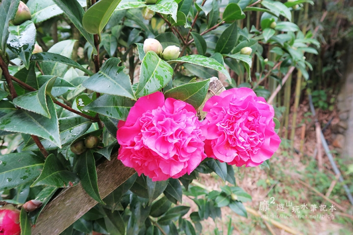 新竹賞楓遊~上帝的部落司馬庫斯Smangus 用餐住宿
