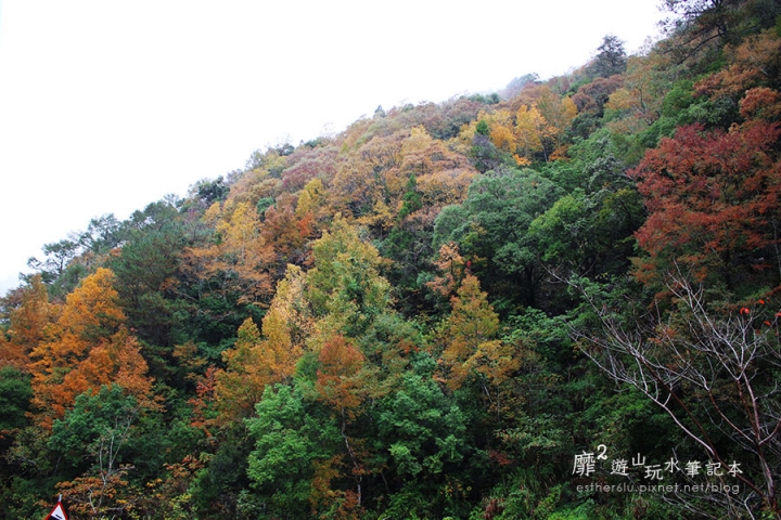 新竹賞楓遊~上帝的部落司馬庫斯Smangus 用餐住宿