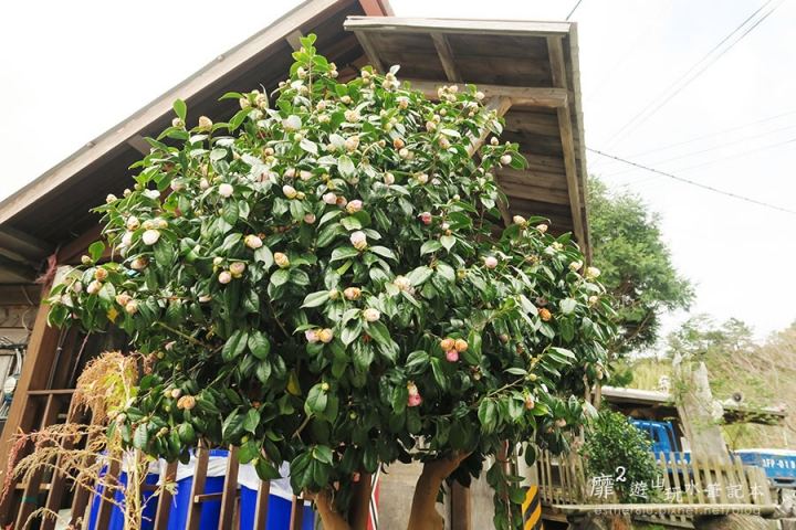 新竹賞楓遊~上帝的部落司馬庫斯Smangus 用餐住宿