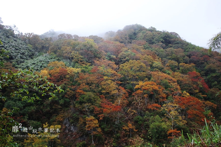 新竹賞楓遊~上帝的部落司馬庫斯Smangus 用餐住宿