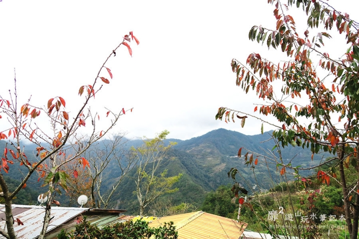 新竹賞楓遊~上帝的部落司馬庫斯Smangus 用餐住宿