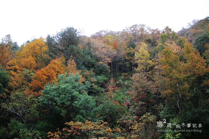 新竹賞楓遊~上帝的部落司馬庫斯Smangus 用餐住宿