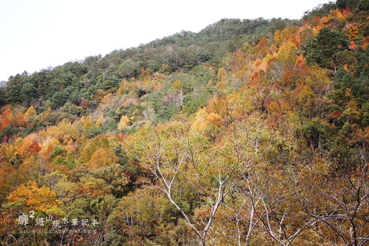 新竹賞楓遊~上帝的部落司馬庫斯Smangus 用餐住宿