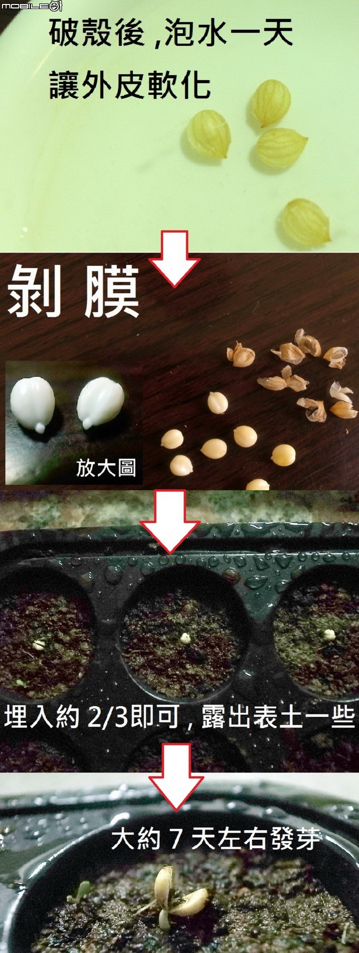 平地櫻花 【研發 改良】 成果記錄 ! ! !