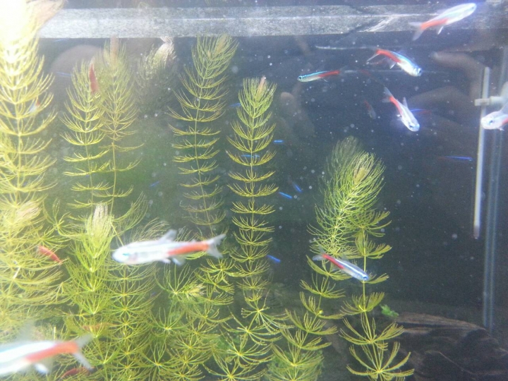 【水族】分享1尺半缸 日光燈,大和藻蝦,日本珍珠草,矮珍珠 2016/3/20更新