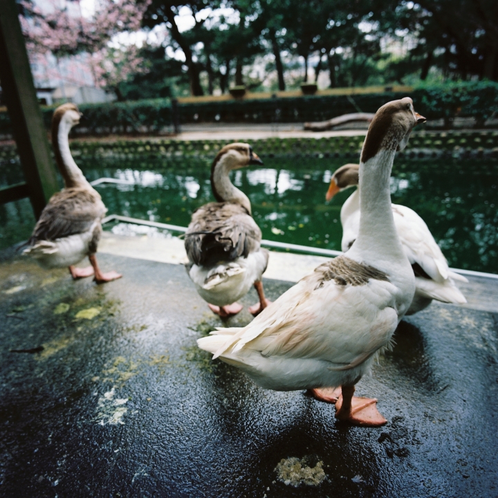 攝影巨擘的優雅,我的哈蘇第三部曲-Hasselblad 1000F