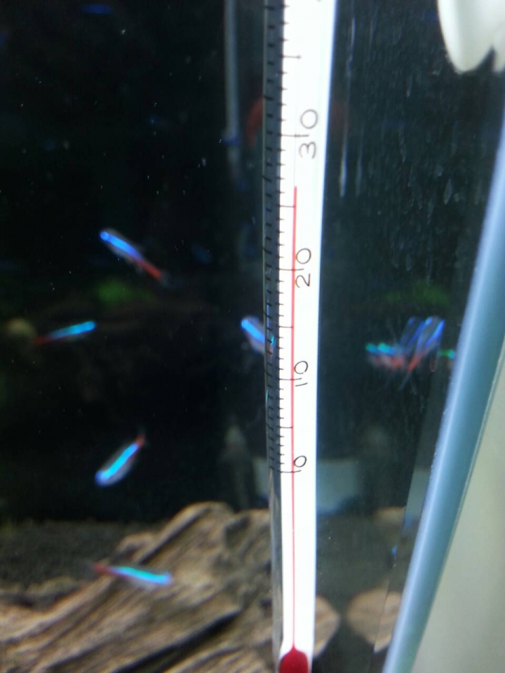 【水族】分享1尺半缸 日光燈,大和藻蝦,日本珍珠草,矮珍珠 2016/3/20更新