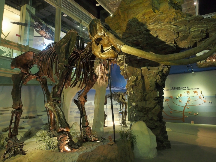 畢生第一次在博物館裡搭帳篷過夜,真難得的體驗 -- 三菱OUTLANDER 露營趣~和恐龍睡一晚 活動心得
