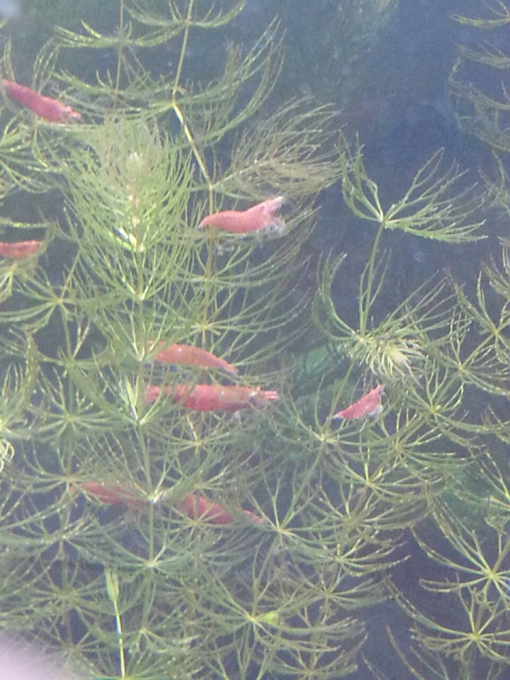 【水族】分享1尺半缸 日光燈,大和藻蝦,日本珍珠草,矮珍珠 2016/3/20更新