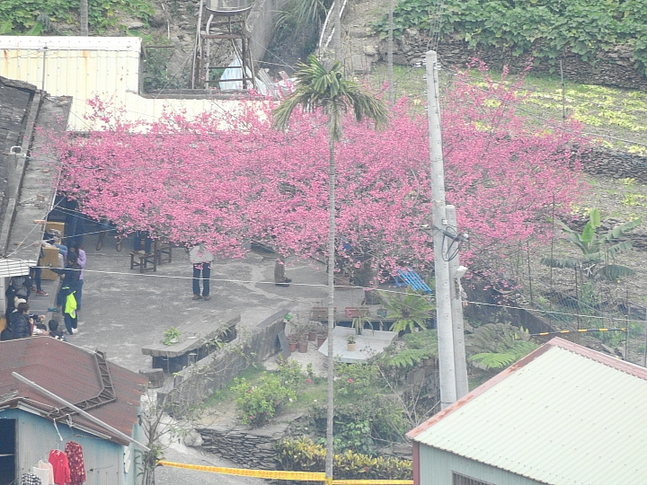 霧台紅蝦花餐廳,及餐後的原民社區導覽。