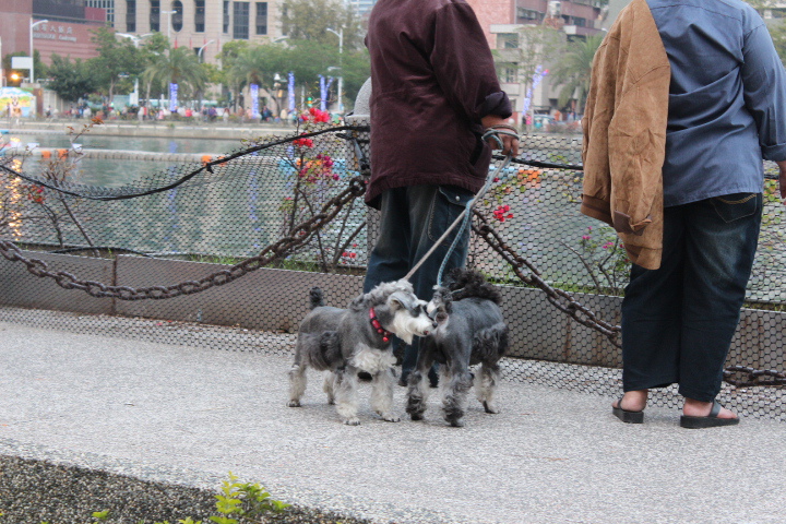 高雄愛河兩岸 高雄燈會藝術節 抓住過年的尾巴