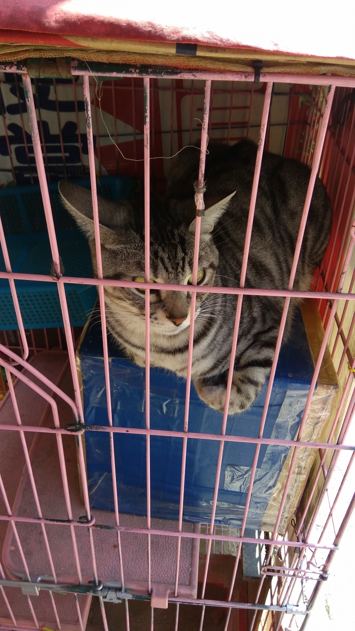 紅米 note3 全網通簡單開箱~