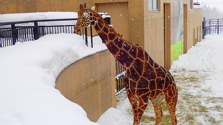 北海道 雪橇犬之旅 全日本壓馬路(株)