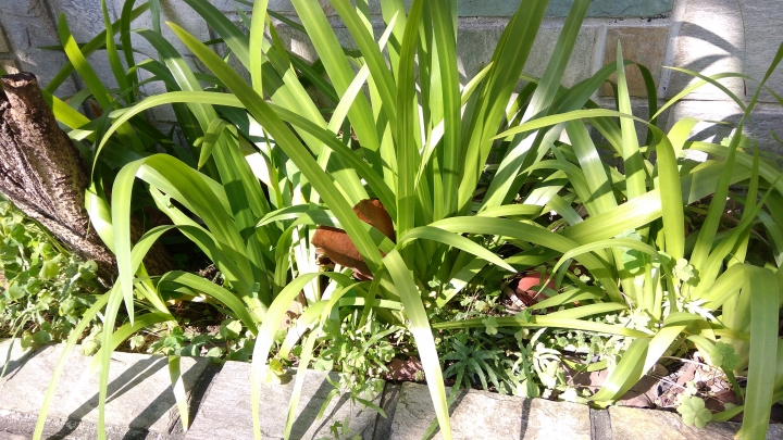 紅米 note3 全網通簡單開箱~