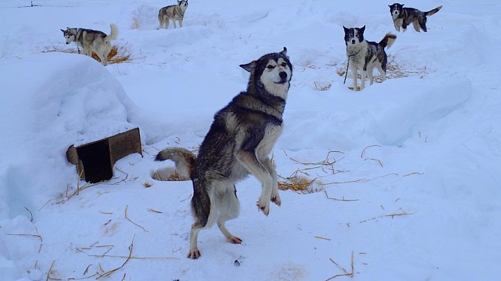 北海道 雪橇犬之旅 全日本壓馬路(株)