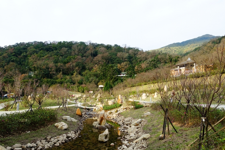 賞櫻趣之平菁街42巷