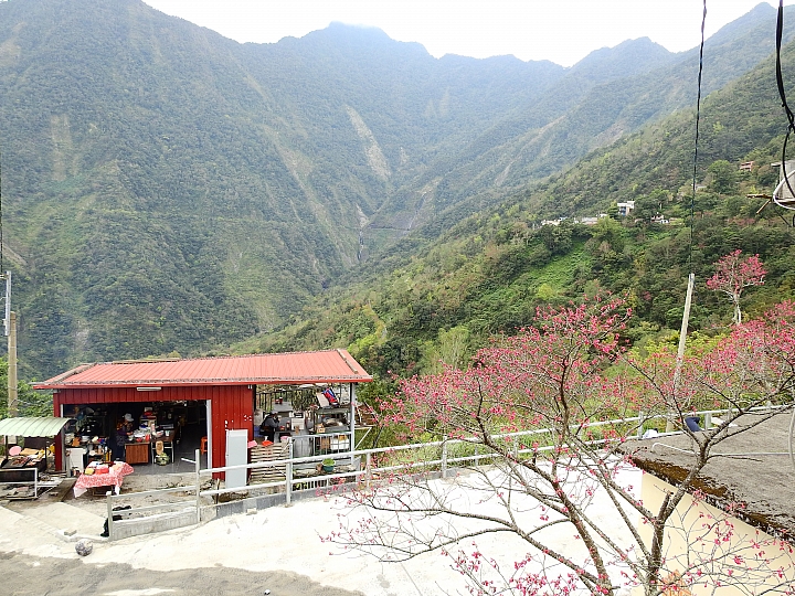 霧台上方山路一公里遠距拍櫻王,並介紹霧台再往上6.5公里的阿禮風光,也請關心台灣的山坡地。
