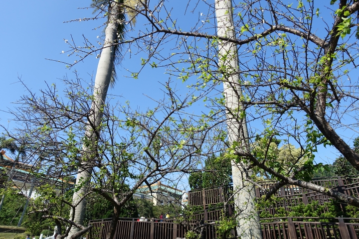 賞櫻趣之平菁街42巷